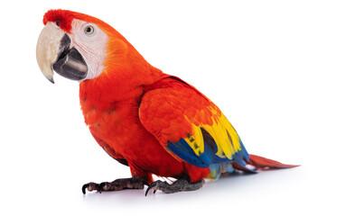 Macaw Parrot isolated on white