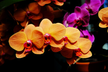 Nectarine Orchid