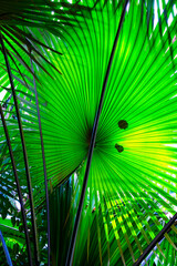 palm tree leaves