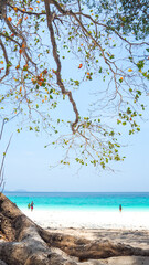 Fototapeta na wymiar Branches along the sea and white sandy beaches.