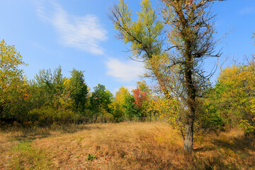 Fototapeta premium meadow in autumn forest