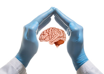 Brain between two palms on white isolated background. Concept of a healthy brain.