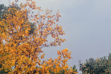 Trees with yellow leaves in the forest. Autumn, landscape.