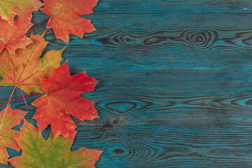 Bright red and orange maple leaves on a blue wooden table flat lay. Frame made of autumn foliage on a wooden background copy space.