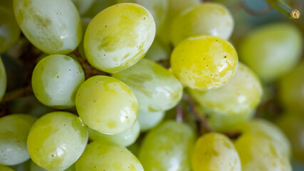 a bunch of green grapes
  close-up