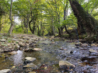 river in the forest