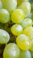a bunch of green grapes
  close-up