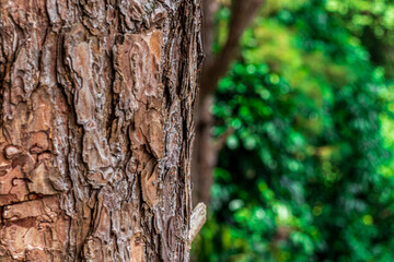 Pine bark in forest against blurred green background nature in asian forest.