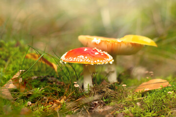 Amanita muscaria. Poisonous red mushrooms in autumn forest. Beautiful nature