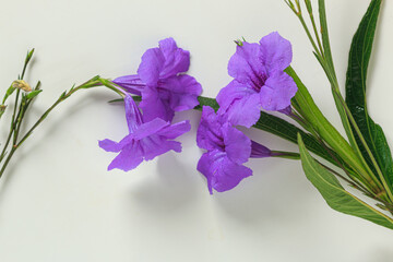 Purple flowers on a white background