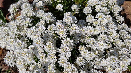 Beautiful flowers