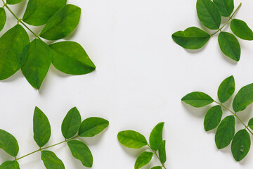 Green leaves on white background With copy space