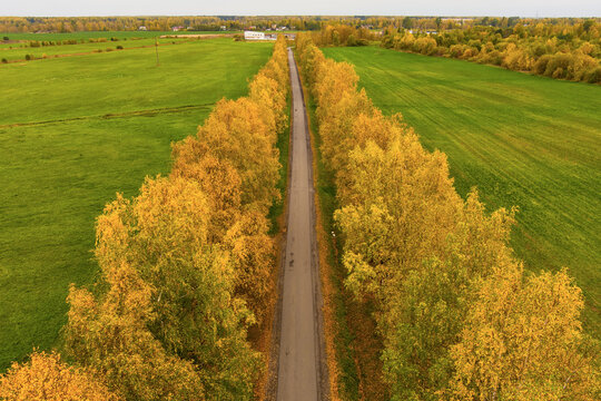 Autumn alley