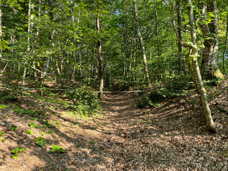 Obraz premium forest