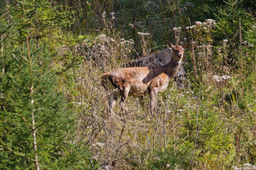 biche 