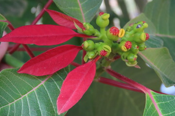 red and green leaves