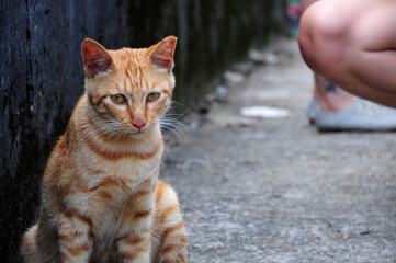 The tabby look at me.