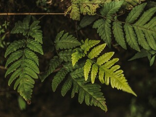 fern leaves