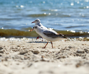 seagulls on the sandy shore of the Black Sea on a summer day