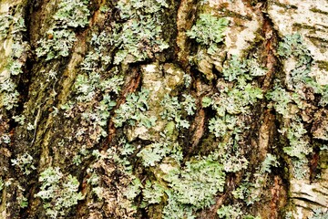 Moss on the bark of a birch tree, a natural background for writing a conceptual text of a significant event and vintage creativity.