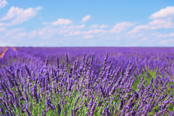 Fototapeta na wymiar Lavender flower blooming fields horizon. Valensole Provence, France