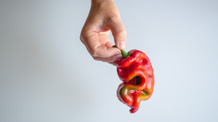 curved bell pepper in female hands