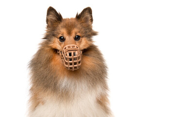 Portrait of a shetland sheepdog wearing a muzzle looking straigt at the camera isolated on a white background