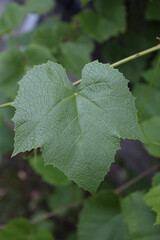 Green leaf of grapes on a branch.