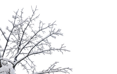 Twigs tree covered snow on a white background with space for text