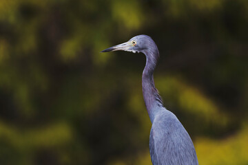 Little Blue Heron portrait with green background in bokeh