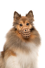 Portrait of a shetland sheepdog wearing a muzzle looking straigt at the camera isolated on a white...