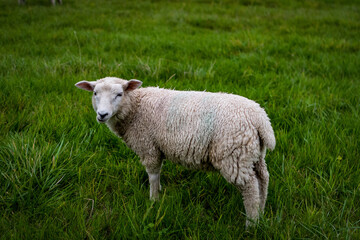 Obraz premium Rasenmäher