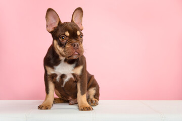 Cute french bulldog puppy sitting on a sofa on a pink background looking away on a pink background with space for copy
