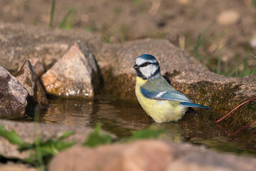 Blue tit bird standing in a small pond or stream ready to take a bath