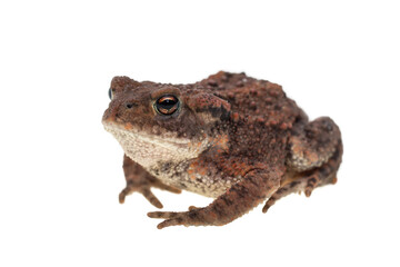 Small common european toad seen obliquely from the side facing left and isolated on white background