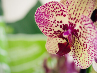 Beautiful purple Phalaenopsis orchid blossom, flower closeup. Potted plants at home.