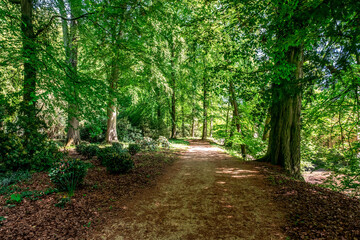 The forest surrounding Schloss Dyck in Germany