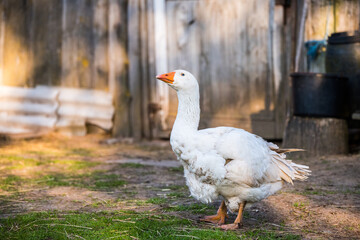 old white goose portait on nature outdoor
