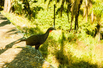 a pair of birds