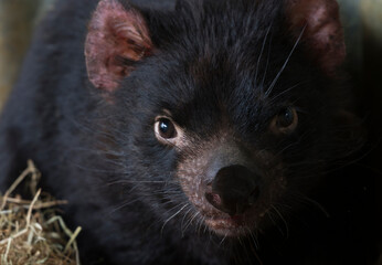 Close up Face of Tasmanian Devil, a threatened marsupial species in Tasmania.  Extinct on mainland Australia, efforts are being made to re-establish this small mammal.