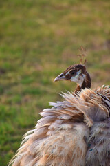 Close up image of beautiful peacock