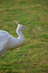 Close up image of beautiful white peacock
