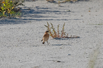 Northern Wheatear in the dunes of the uninhabited island of Rottumeroog.