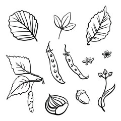 Autumn forest elements collection: leaves, acorn, seeds, and chestnut. Hand drawn black line sketch isolated on white background. Vector illustration