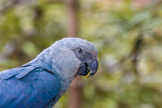 The Spix's macaw is a macaw native to Brazil. The bird is a medium-size parrot. The IUCN regard the Spix's macaw as probably extinct in the wild. Its last known stronghold in the wild was in  Brazil. 