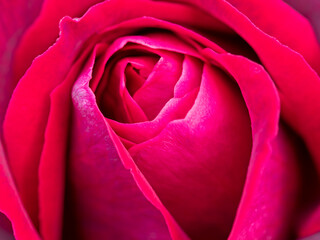 Closeup of a beautiful red rose flower just opening, variety Deep Secret