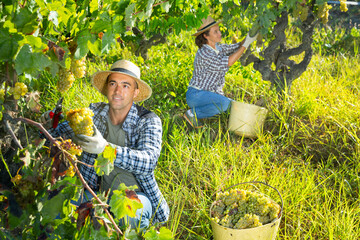 Naklejka na ściany i meble Successful male owner of vineyard gathering harvest of ripe white grapes on sunny autumn day