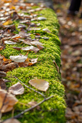 Yellow autumn birch leaves and mushroom on green moss in the forest.