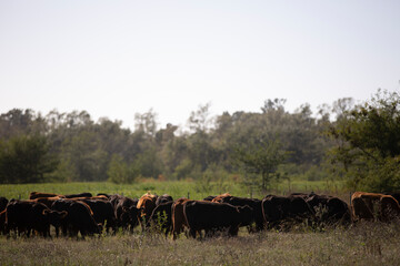 Angus en el campo argentino
