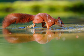 Eurasian red squirrel (Sciurus vulgaris)  searching for food in the forest of Noord Brabant in the Netherlands.